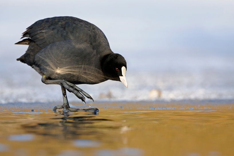 Eurasian Coot *Fulica atra* by wunderbare Erde