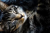 Snooze kitty