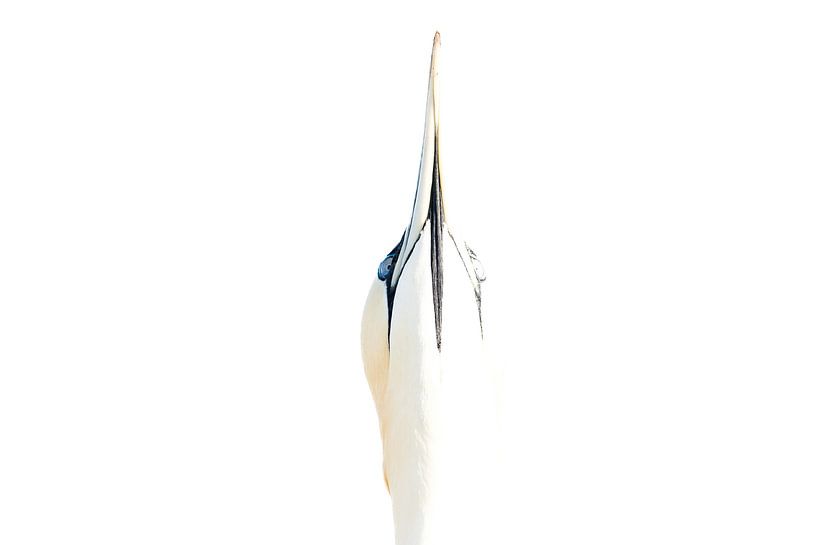 Vogel Wolke Wolkenkratzer von Pauline Rote