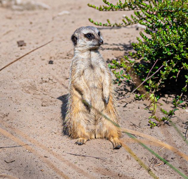 Meerkat nimmt während der Wache eine wachsame Haltung ein von JGL Market