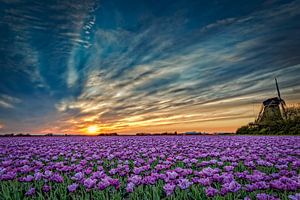 Holländischen Tulpen Landschaft mit Windmühle von eric van der eijk