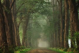 The Ents von Martin Podt