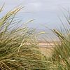 Marram gras in de duinen van de Noordzee. van Slim Shadow