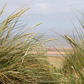 Marram gras in de duinen van de Noordzee. van Slim Shadow