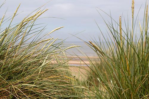 Strandhafer in den Dünen an der Nordsee.