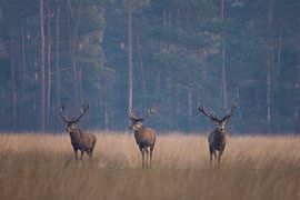 Statige Edelherten von Ina Hendriks-Schaafsma
