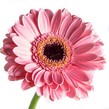 Roze Gerbera sur Saskia Bon