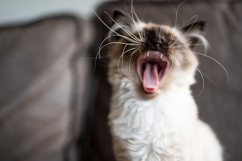 Roaarrr sagte die Lappenpuppe