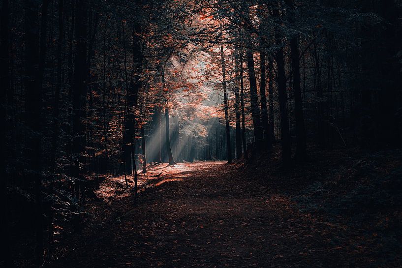 Wald von Ralf Hickmann