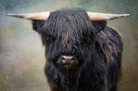 kleine zwarte stier van Claudia Moeckel thumbnail