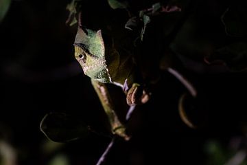 Close up of a chameleon