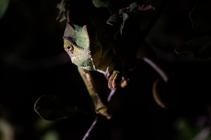 Close up van een kameleon van Andreas Jansen