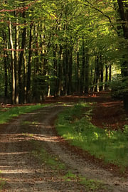 Path to Autumn – Atmospheric Forest Landscape by Mootjes