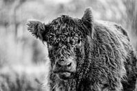 Galloway cattle in black and white
