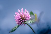 Kleeblume mit Tau (2)