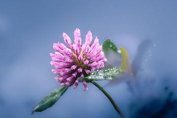 Klaverbloem met dauw (2) van Anna Koek