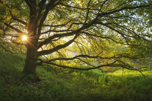 Ochtendzon in de kroon van een beukenboom aan de Ems