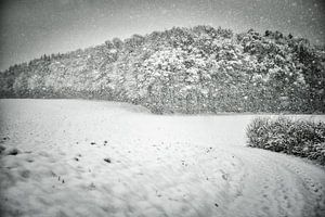 Wald im Schneegestöber