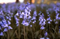 Purple Spanish hyacinths in a field with setting sun