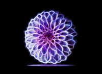 Le bouton violet