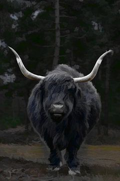 Zwarte schotse hooglander stier. van Humphry Jacobs