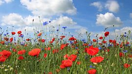 Sommer 2014 von Ostsee Bilder