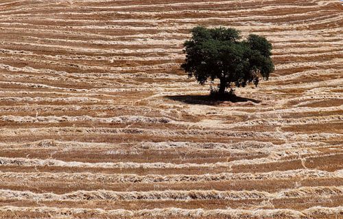 Eenzaam groen in goudgeel