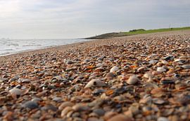 Shells on the beach by Rolf Pötsch