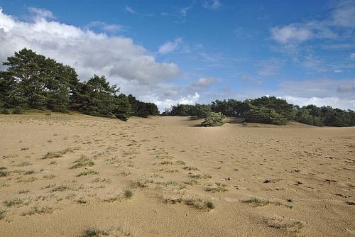 Dérive de sable Wekeromse Zand