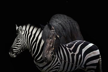 Een zebra en een paard op een zwarte achtergrond.