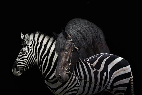 Image editing Horse and Zebra - Dramatic Comparison on Black Background