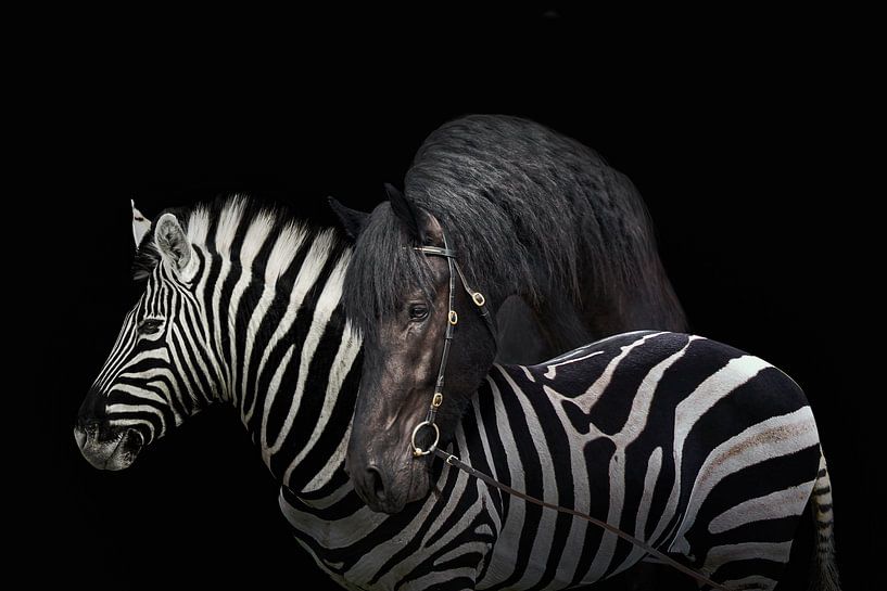 Ein Zebra und ein Pferd auf schwarzem Hintergrund. von Elianne van Turennout