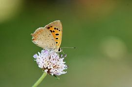 Vurig kleintje van Elias Vercruysse