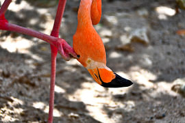 Flamingo, der sich am Kopf kratzt, auf Curaçao