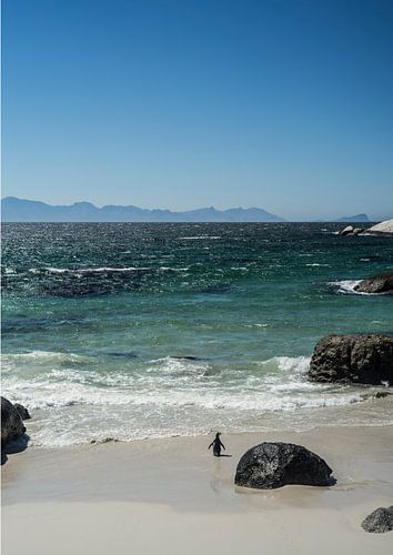 Pinguïn's strandwandeling