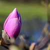 Magnolia Bloem in Rivierenhof, Deurne, Antwerpen van Kristof Leffelaer