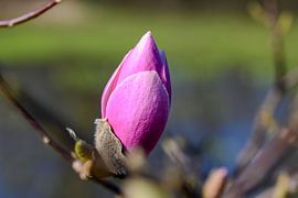 Magnolia Flower in Rivierenhof, Deurne, Antwerp by Kristof Leffelaer