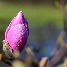 Fleur de magnolia à Rivierenhof, Deurne, Anvers sur Kristof Leffelaer