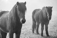 Vlielandse pony's