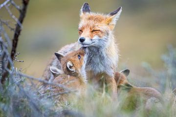 Fox with cubs by Dennis Janssen