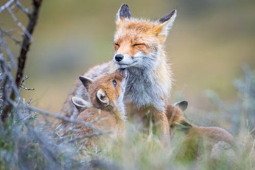 Fox with cubs
