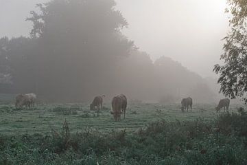 Koeien grazen in de mist van Texas van Egmond