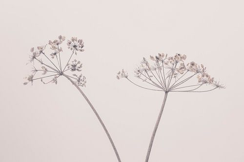 Schoonheid van de natuur 4