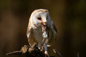 Schleiereule, Tyto Alba von Gert Hilbink