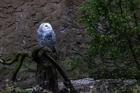 Die Wende der Stille