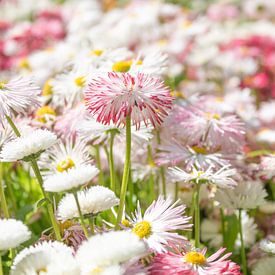 Bellis Perennis - Madeliefje van Mixed media vector arts
