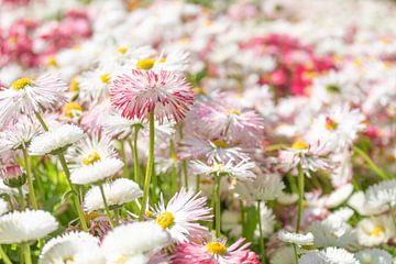 Bellis Perennis - Madeliefje van Mixed media vector arts
