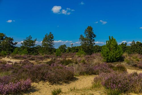 Die Kalmthoutse Heide in voller Blüte