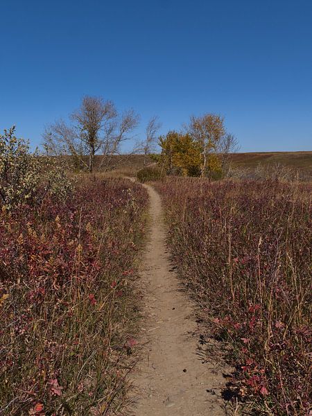 Herfst in Nose Hill Park, Calgary van Timon Schneider