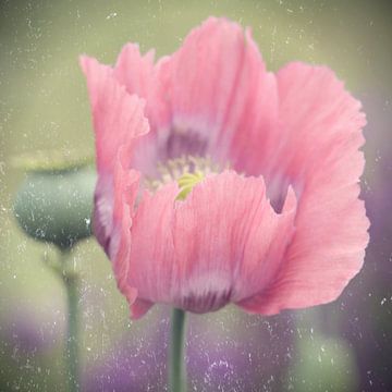 Mohn von Heike Hultsch